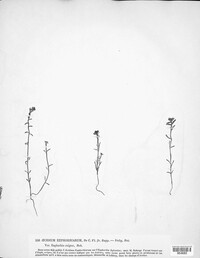 Uromyces pisi-sativi image